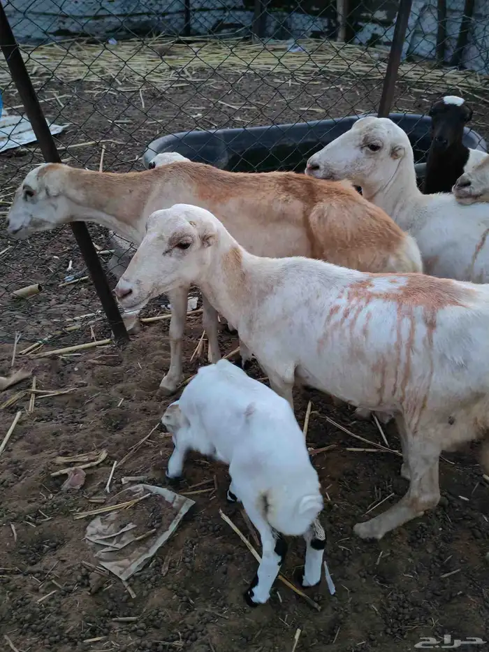 لا البيع 5 ضان مناتيج 4