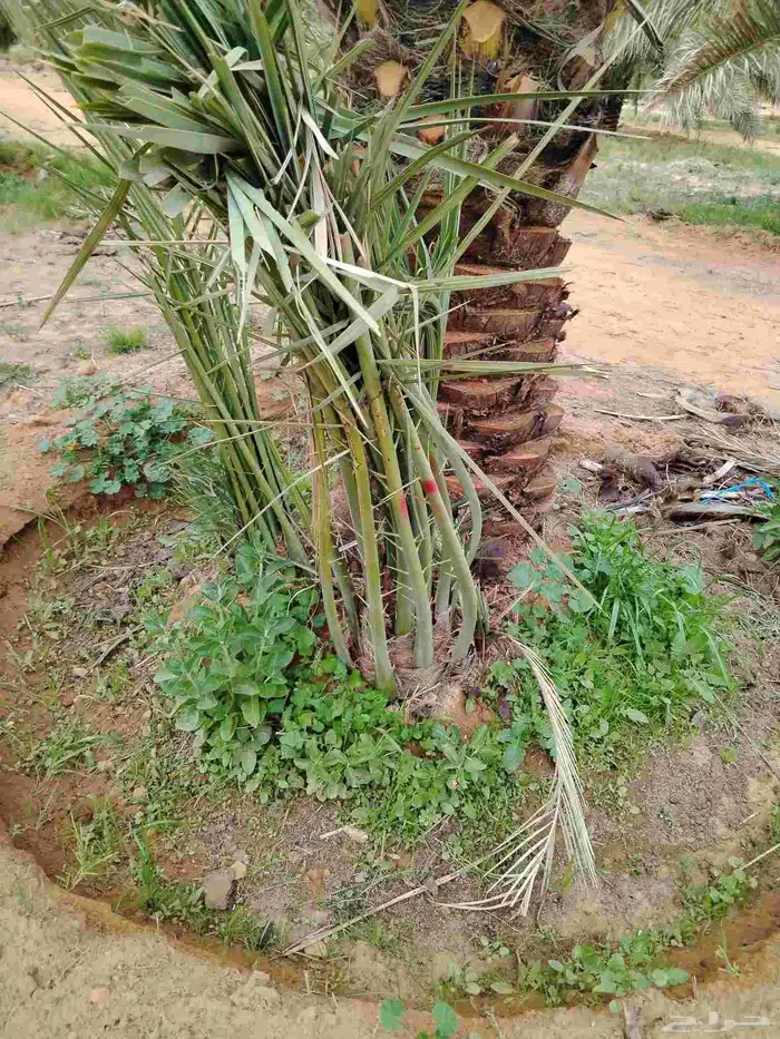 نخل اللقصيم اللبيع 2