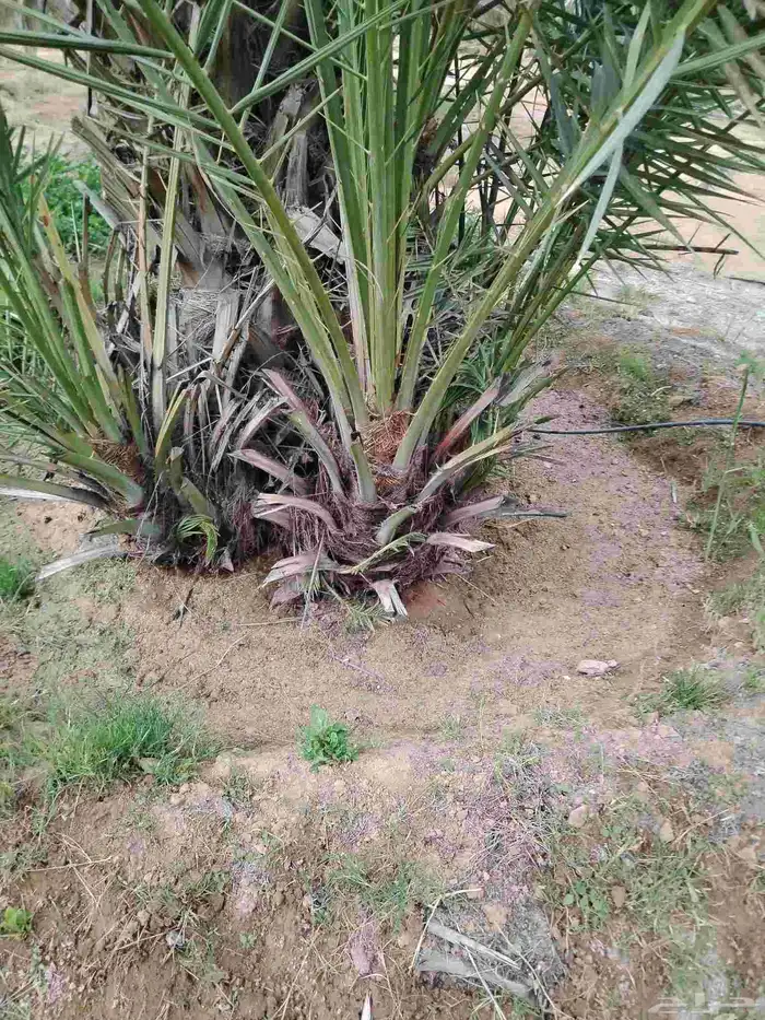 نخل اللقصيم اللبيع 6