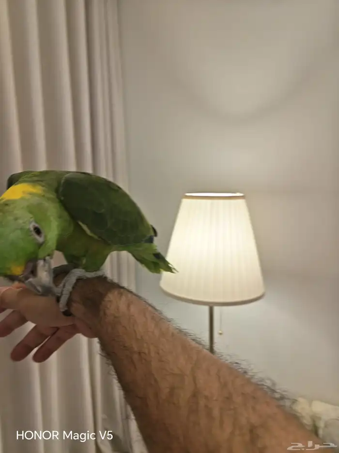 امزوني يلوناب للبيع 5