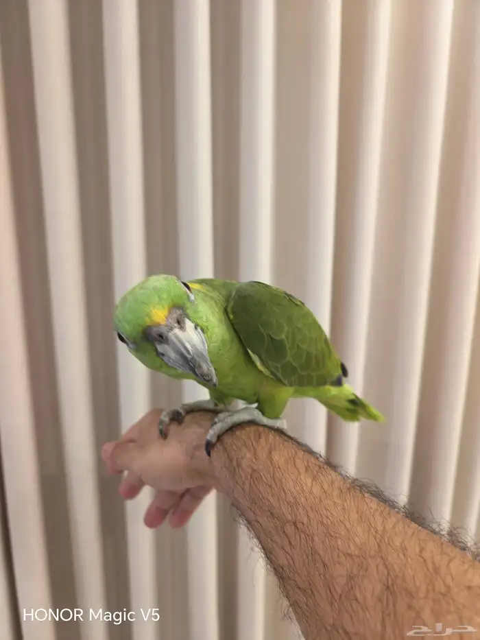 امزوني يلوناب للبيع 0