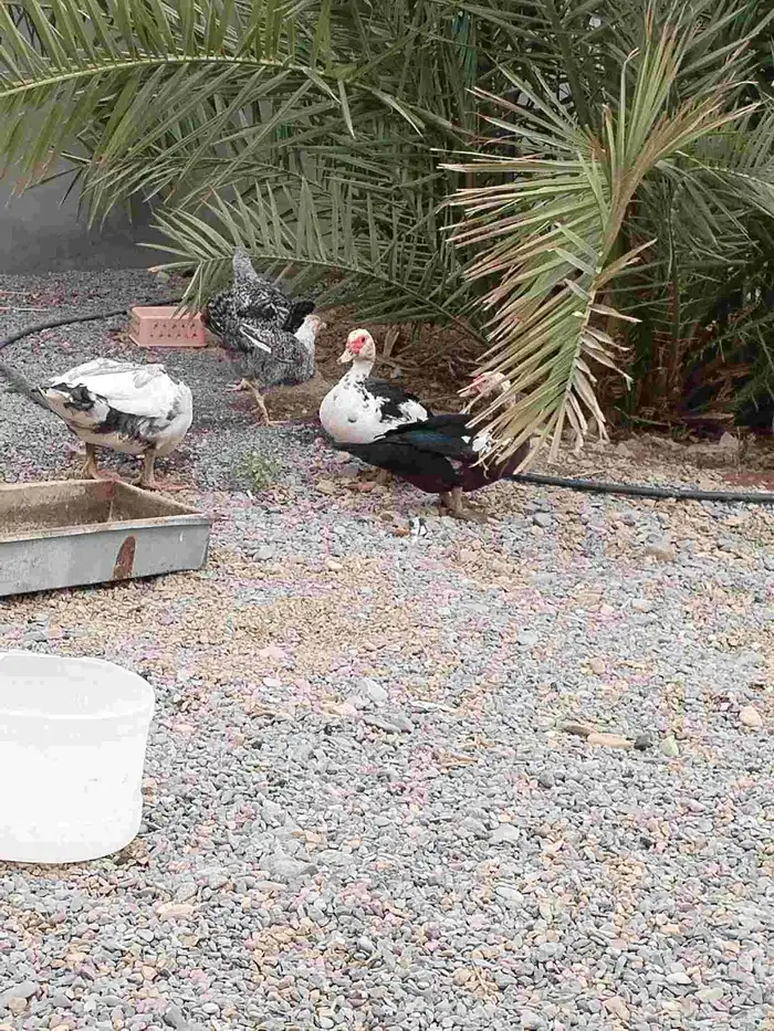 بطتين ومعهم ذكرهم وماشاء الله تبيض وبيضها وافر 1