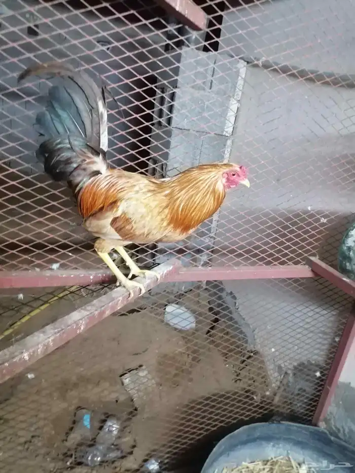 ديك مهجن بين بكستاني وبلدي وثلث دجاج 0