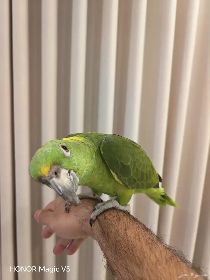 امزوني يلوناب للبيع 2