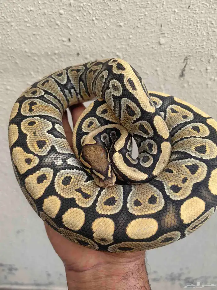 بول بايثون 2