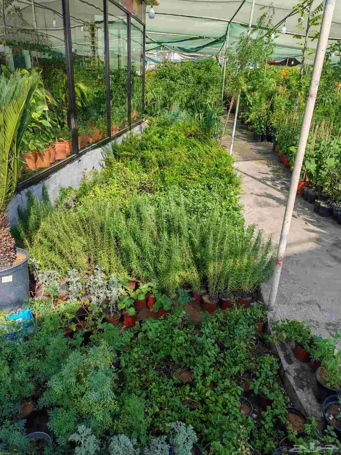 زراع طبيعي وتيل طبيعي وأشجار طبيعي 8