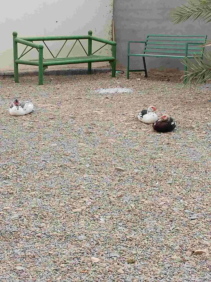 بطتين ومعهم ذكرهم وماشاء الله تبيض وبيضها وافر 5