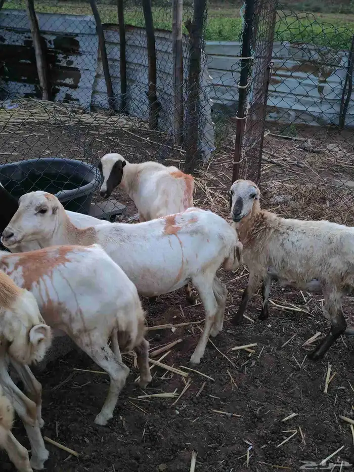 لا البيع 5 ضان مناتيج 3