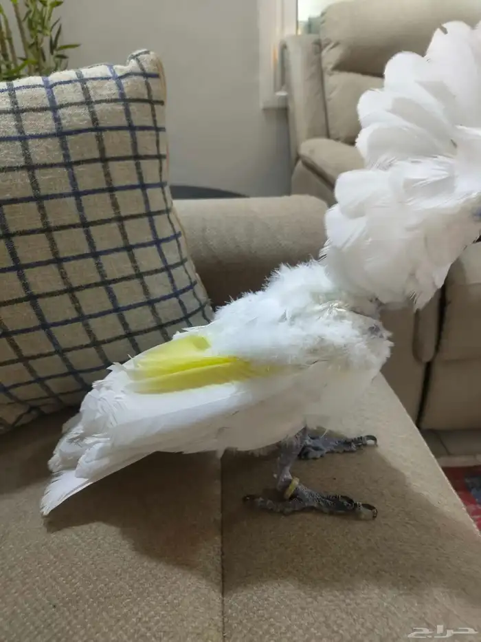 كوكاتو امبريلا 2