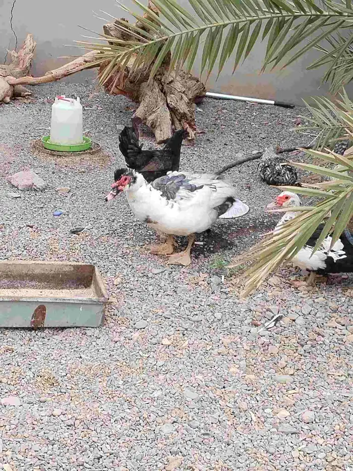 بطتين ومعهم ذكرهم وماشاء الله تبيض وبيضها وافر 3