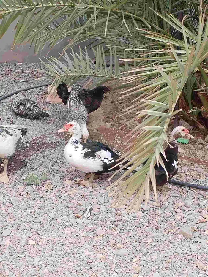 بطتين ومعهم ذكرهم وماشاء الله تبيض وبيضها وافر 4