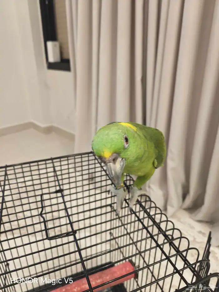 امزوني يلوناب للبيع 9