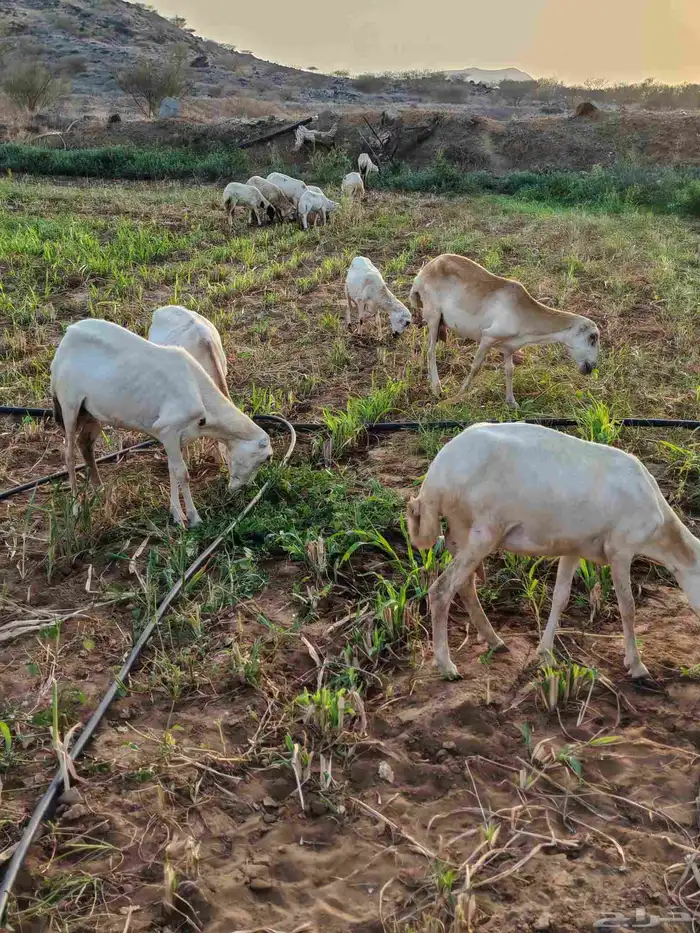 لا البيع 5 ضان مناتيج 0