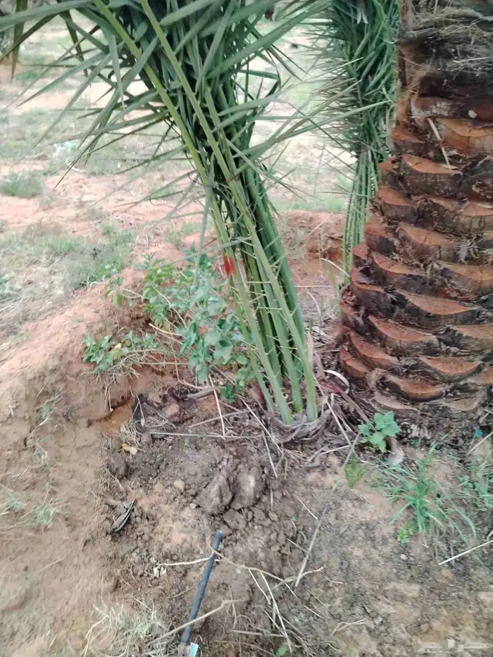 نخل اللقصيم اللبيع 4