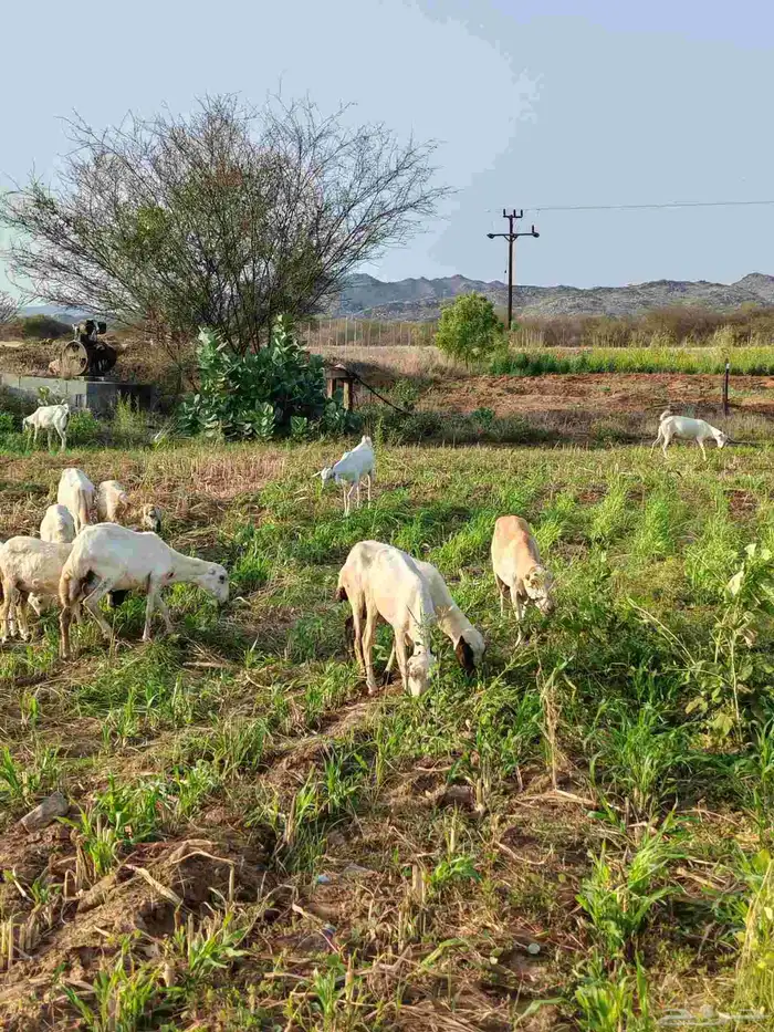 لا البيع 5 ضان مناتيج 3