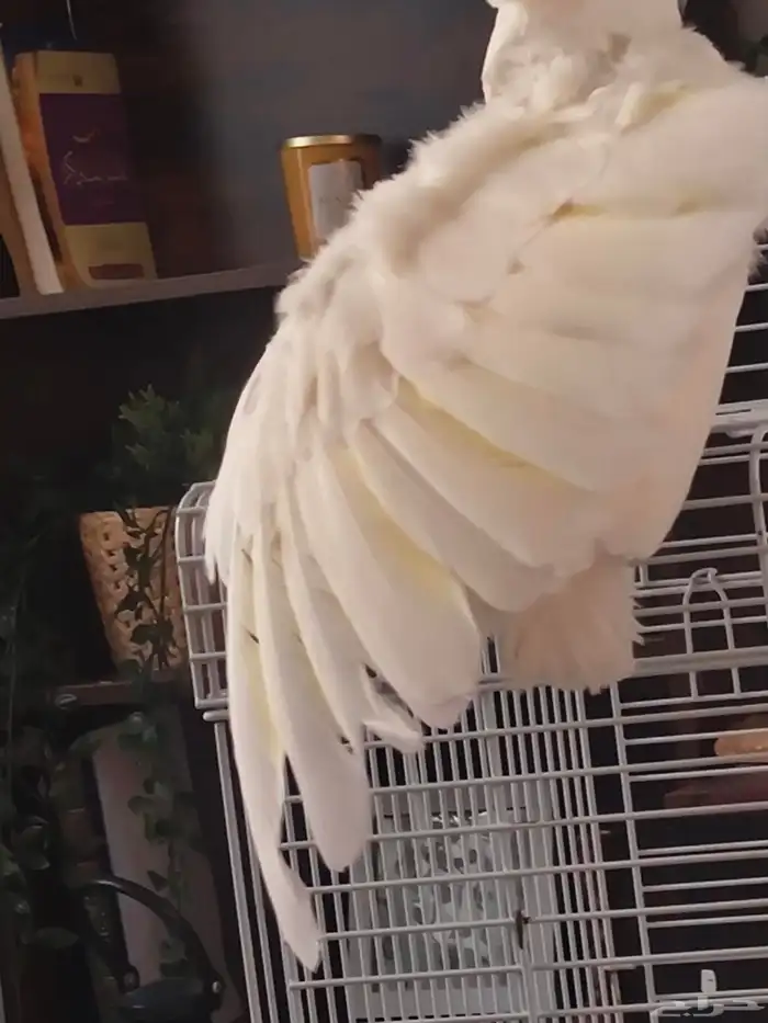 كوكاتو امبريلا 4