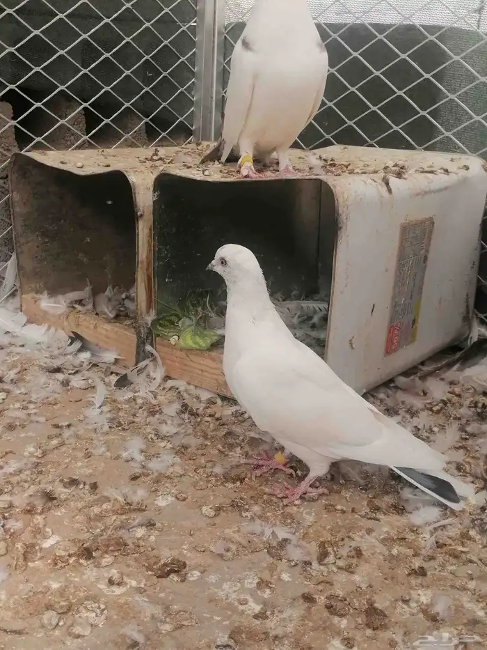 حمام رحاني 2