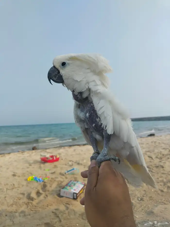 كوكاتو امبريلا 7