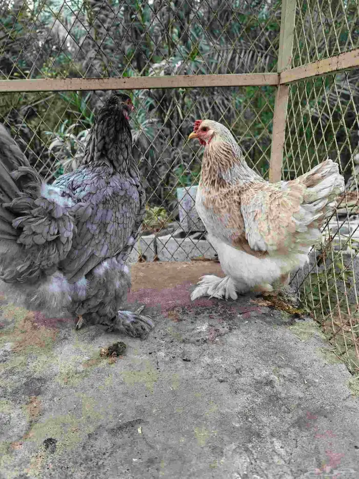 دجاج براهما 0