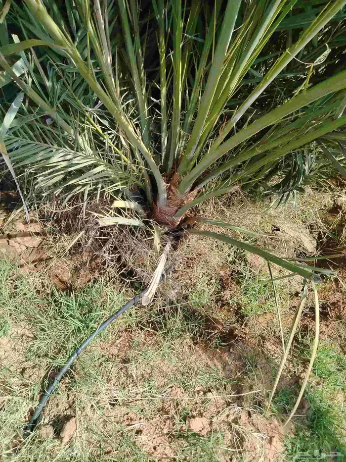 نخل اللقصيم اللبيع 8