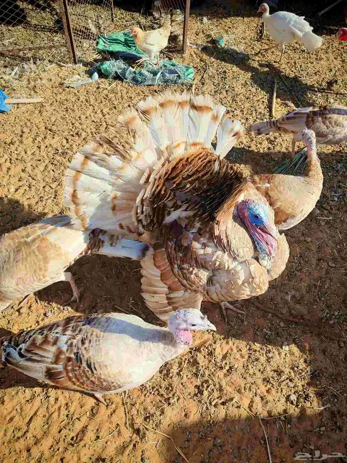 دجاج رومي منتج 0