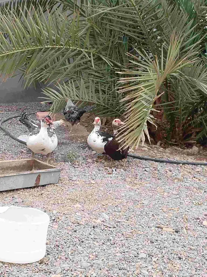 بطتين ومعهم ذكرهم وماشاء الله تبيض وبيضها وافر 6