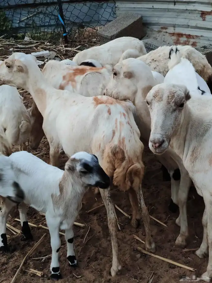 لا البيع 5 ضان مناتيج 5