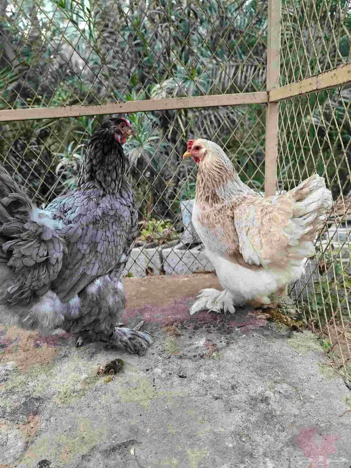 دجاج براهما 1