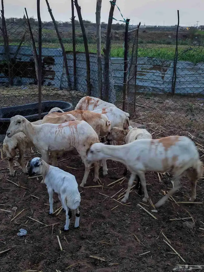 لا البيع 5 ضان مناتيج 0