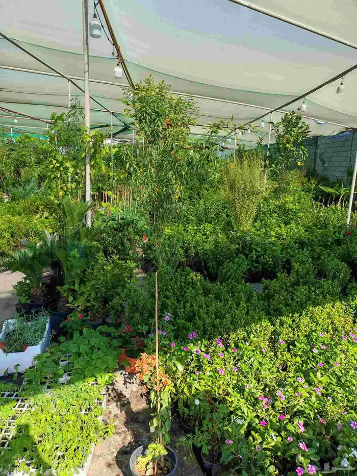 زراع طبيعي وتيل طبيعي وأشجار طبيعي 6