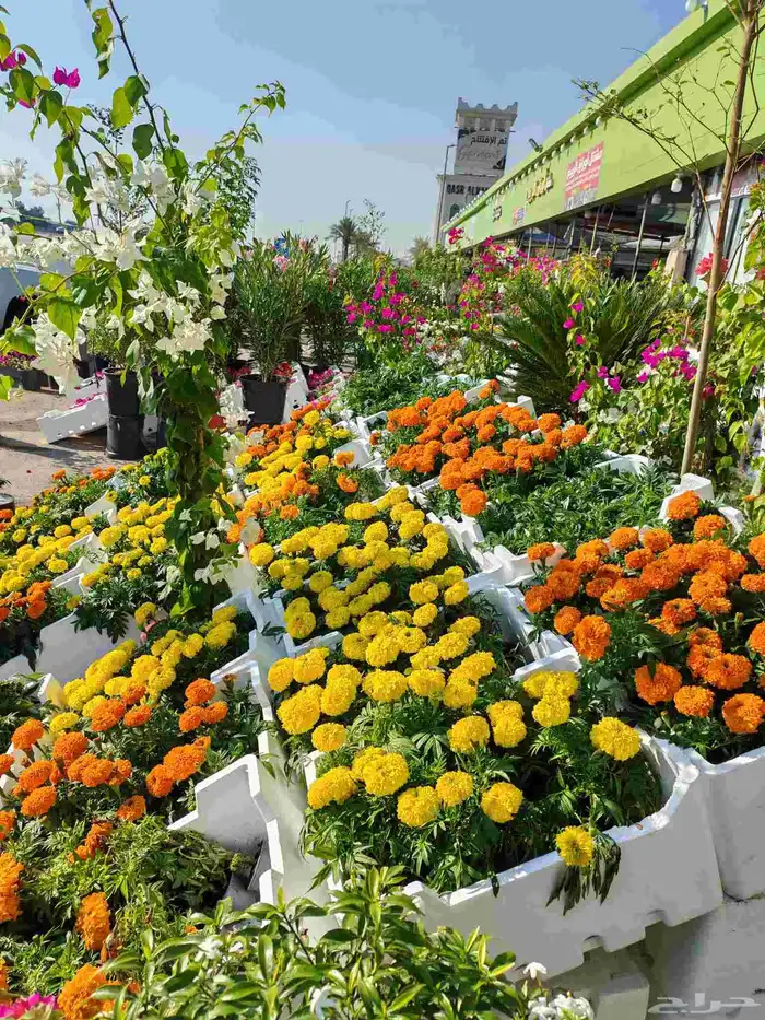 زراع طبيعي وتيل طبيعي وأشجار طبيعي 5