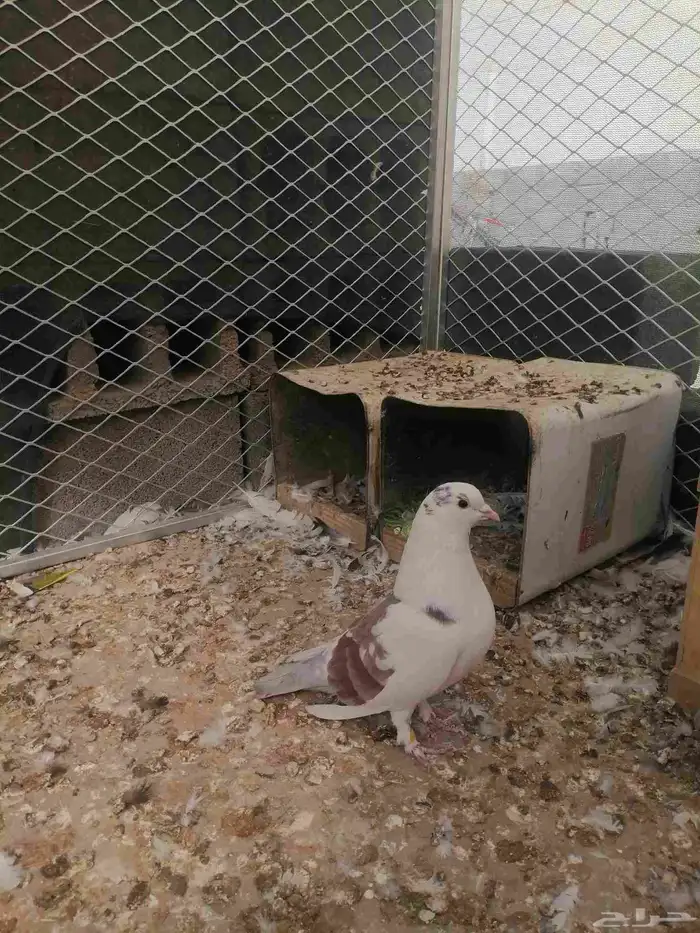 حمام رحاني 1