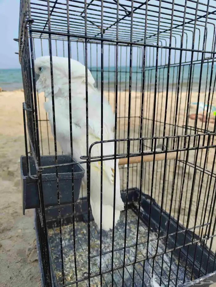 كوكاتو امبريلا 0