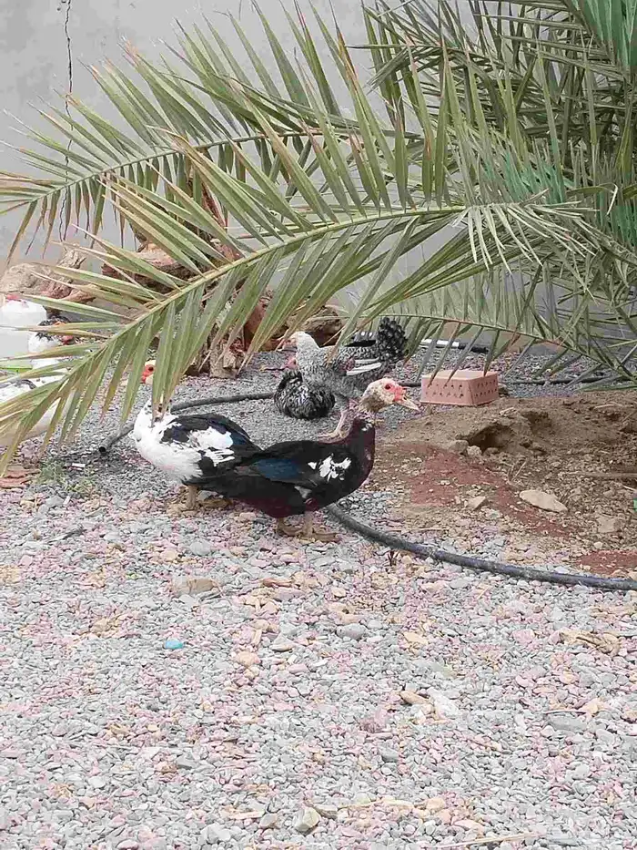 بطتين ومعهم ذكرهم وماشاء الله تبيض وبيضها وافر 0