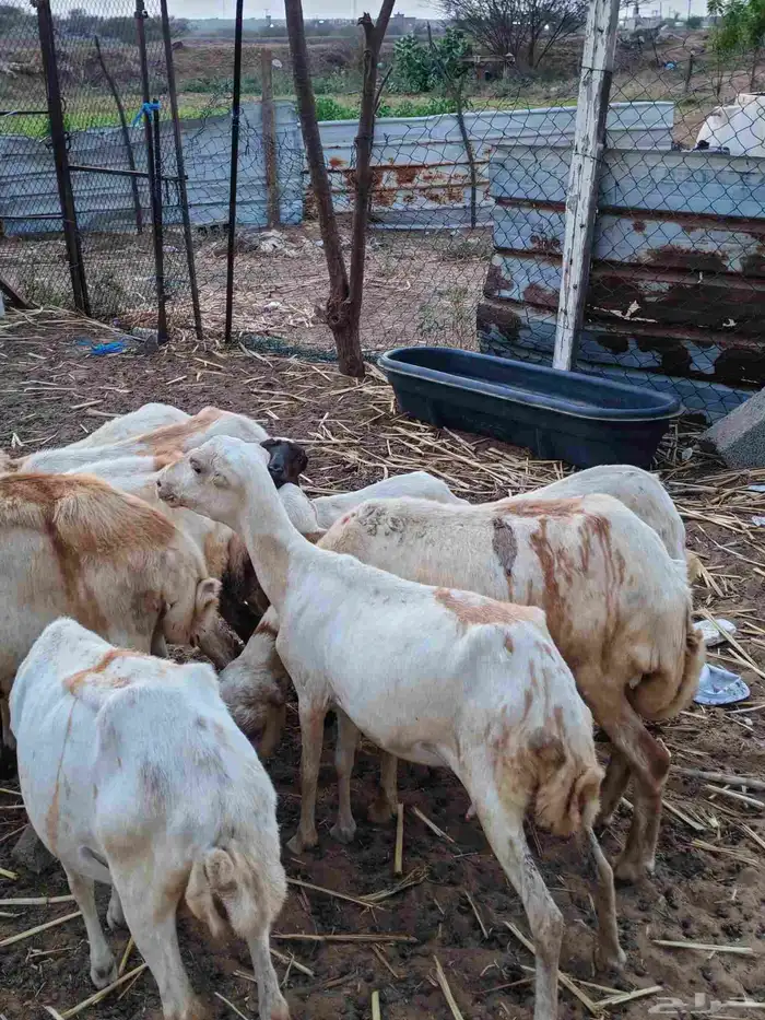 لا البيع 5 ضان مناتيج 7