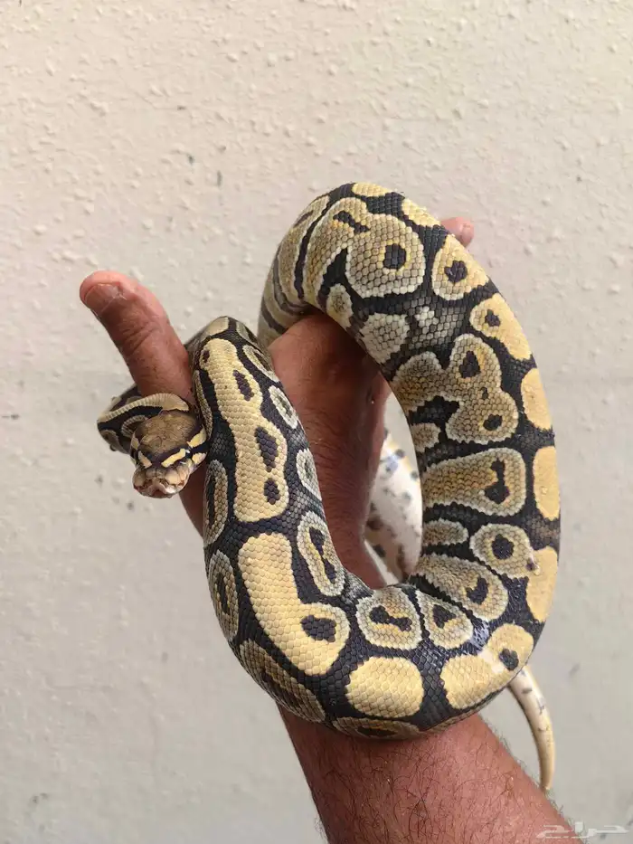 بول بايثون 1