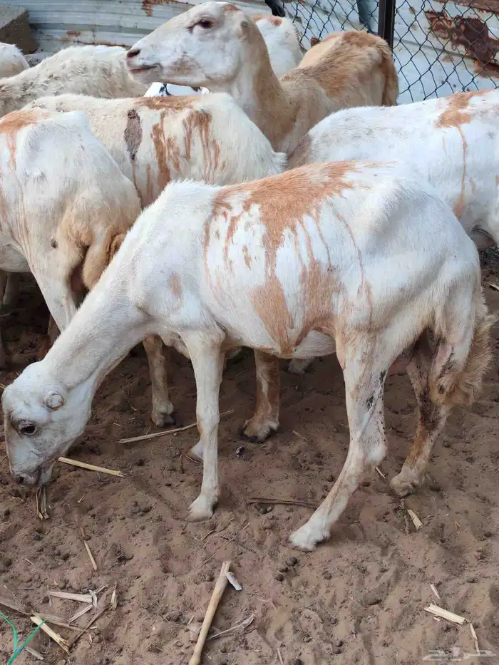 لا البيع 5 ضان مناتيج 6