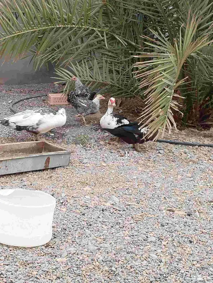 بطتين ومعهم ذكرهم وماشاء الله تبيض وبيضها وافر 2