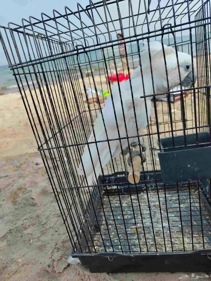 كوكاتو امبريلا 9