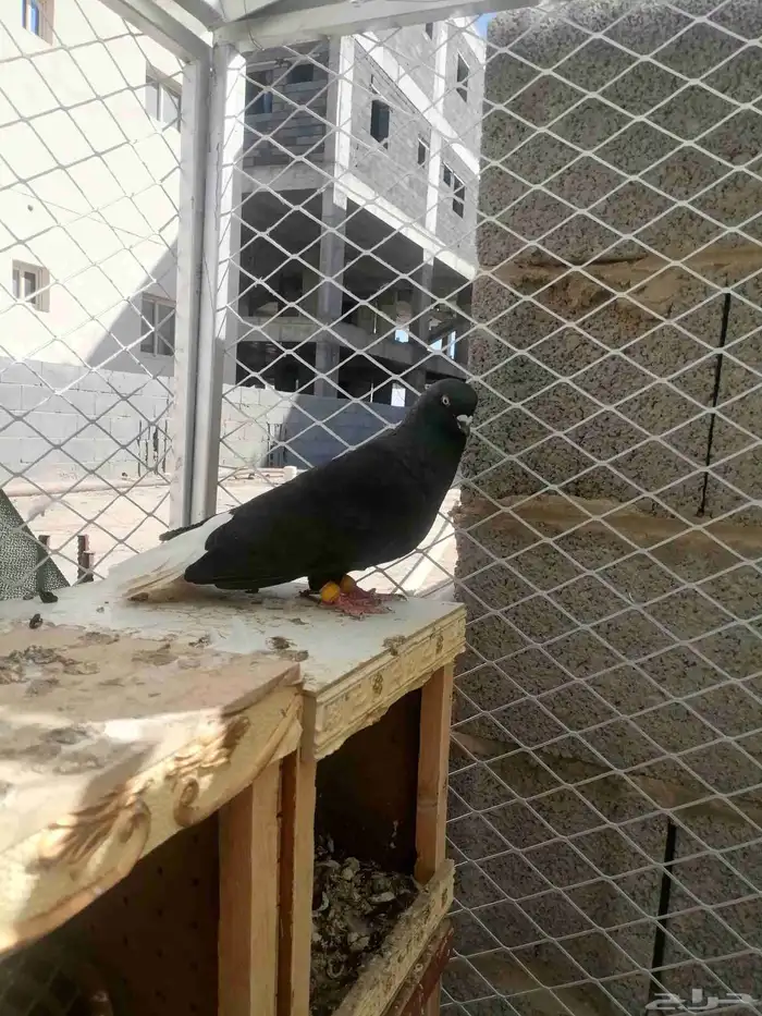 حمام رحاني 0