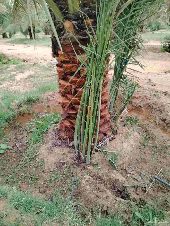 نخل اللقصيم اللبيع 0