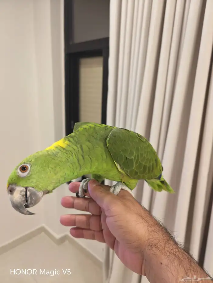 امزوني يلوناب للبيع 7