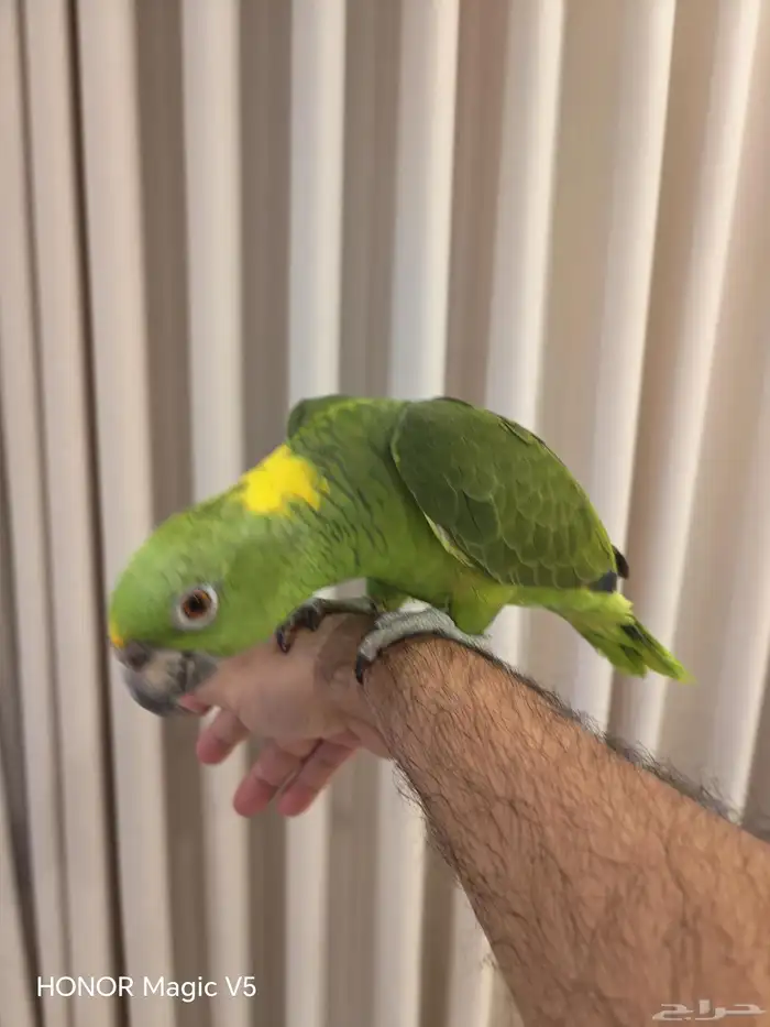 امزوني يلوناب للبيع 3