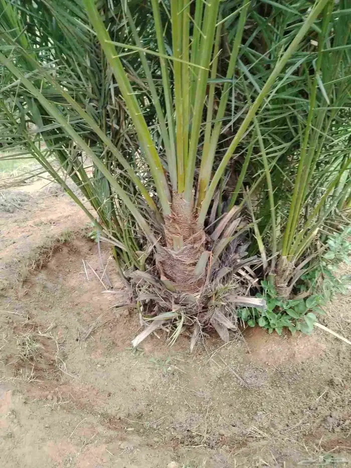 نخل اللقصيم اللبيع 5