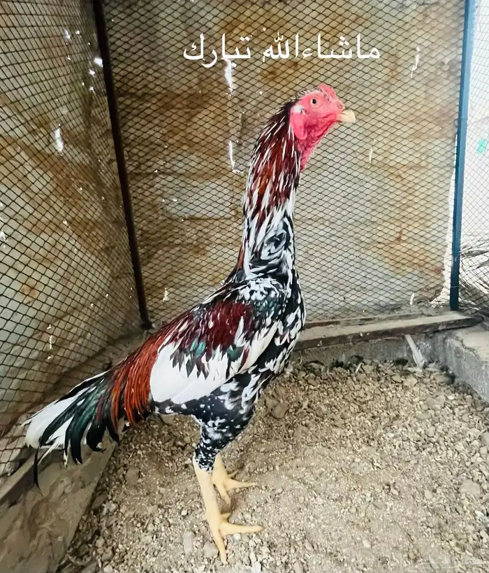 ديك سندي بيور بطل من أساسات بطله 0