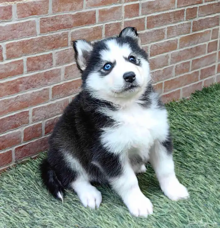 كلاب هاسكي جراوي 13