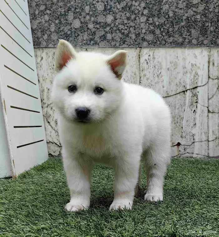 كلاب هاسكي جراوي 17