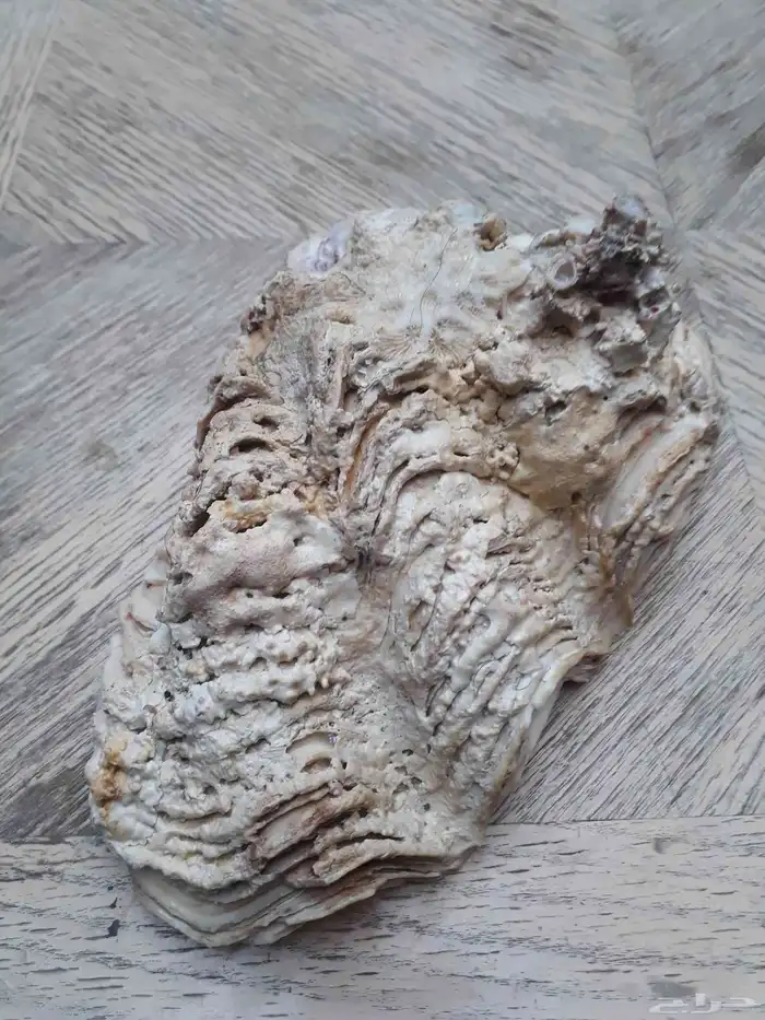 طفاية صدف بحر طبيعي 2