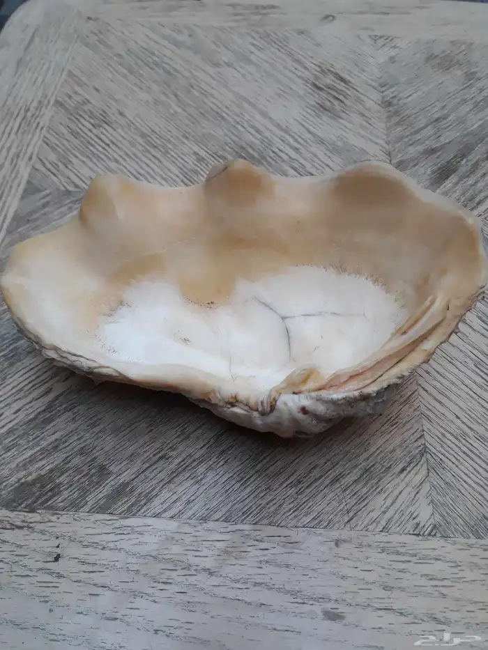 طفاية صدف بحر طبيعي 1