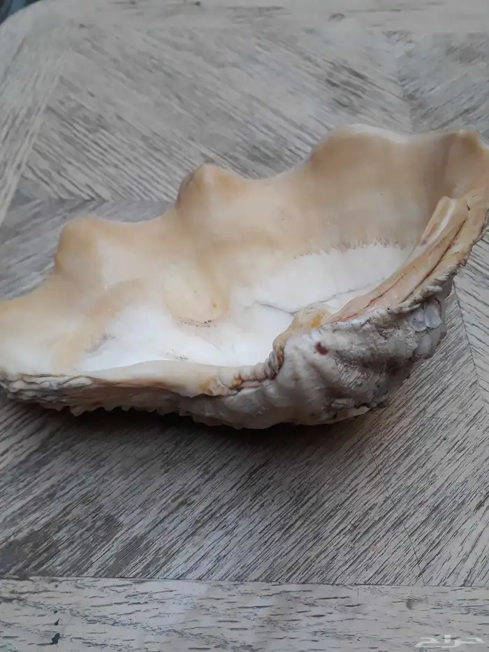 طفاية صدف بحر طبيعي 0